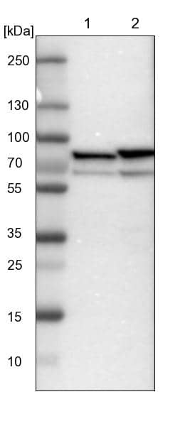 ERp72 Antibody - BSA Free Western Blot: ERp72 Antibody - BSA Free [NBP1-84794]