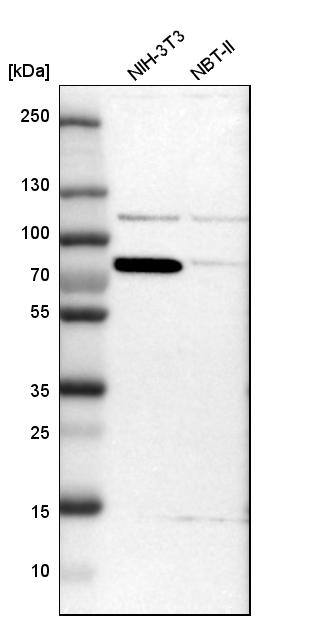 ERp72 Antibody - BSA Free Western Blot: ERp72 Antibody - BSA Free [NBP1-84795]