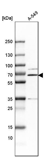 ERp72 Antibody - BSA Free Western Blot: ERp72 Antibody - BSA Free [NBP1-84795]