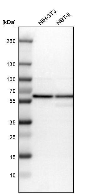 ERp57/PDIA3 Antibody - BSA Free Western Blot: ERp57/PDIA3 Antibody - BSA Free [NBP1-84796]