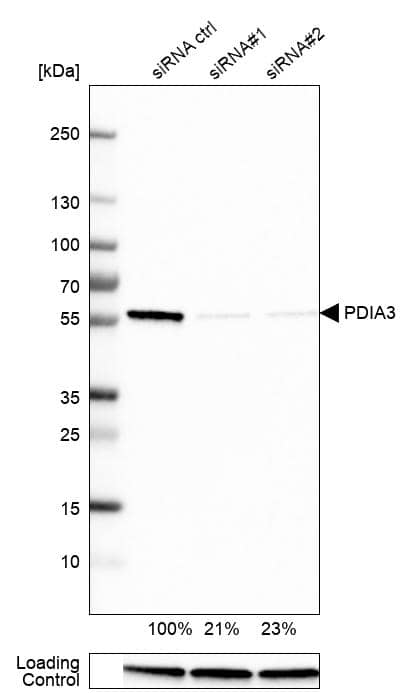 ERp57/PDIA3 Antibody - BSA Free Western Blot: ERp57/PDIA3 Antibody - BSA Free [NBP1-84796]