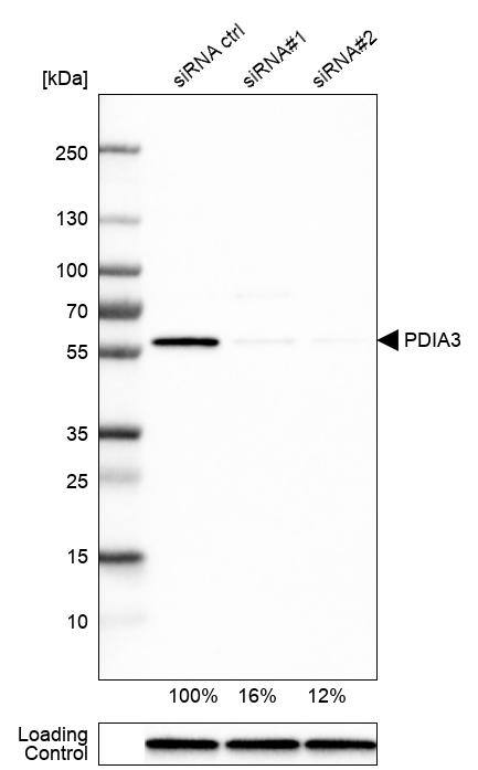ERp57/PDIA3 Antibody - BSA Free Western Blot: ERp57/PDIA3 Antibody - BSA Free [NBP1-84797]