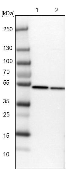 PDIA6 Antibody - BSA Free Western Blot: PDIA6 Antibody - BSA Free [NBP1-84798]