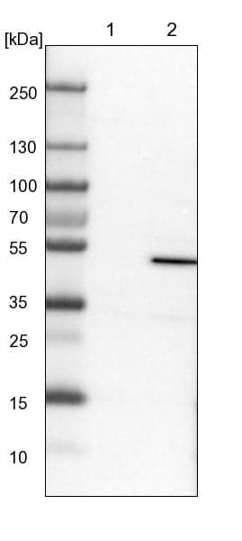 ERO1L Antibody - BSA Free Western Blot: ERO1L Antibody - BSA Free [NBP1-84800]