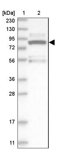 ERK3/MAPK6 Antibody - BSA Free Western Blot: ERK3/MAPK6 Antibody - BSA Free [NBP1-84806]
