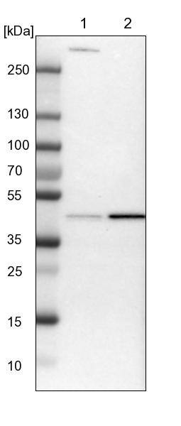 ERK1 Antibody - BSA Free Western Blot: ERK1 Antibody - BSA Free [NBP1-84807]