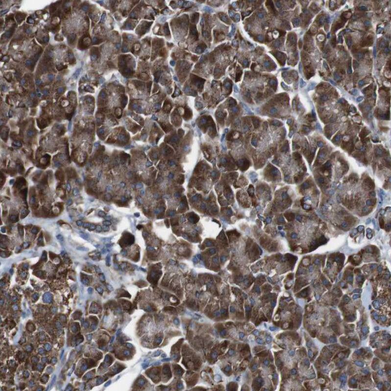 CISD2 Antibody - BSA Free Immunohistochemistry-Paraffin: CISD2 Antibody - BSA Free [NBP1-84809]