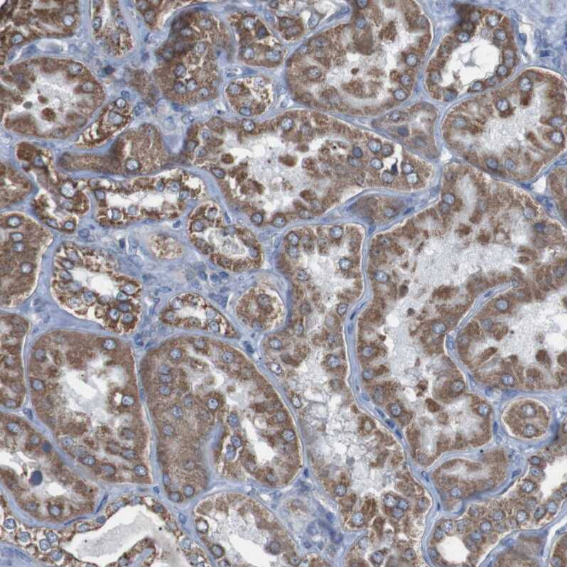 CISD2 Antibody - BSA Free Immunohistochemistry-Paraffin: CISD2 Antibody - BSA Free [NBP1-84809]