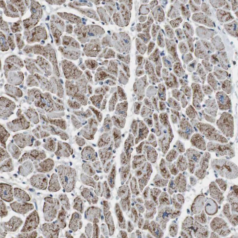 CISD2 Antibody - BSA Free Immunohistochemistry-Paraffin: CISD2 Antibody - BSA Free [NBP1-84809]