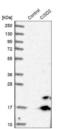 CISD2 Antibody - BSA Free Western Blot: CISD2 Antibody - BSA Free [NBP1-84809]