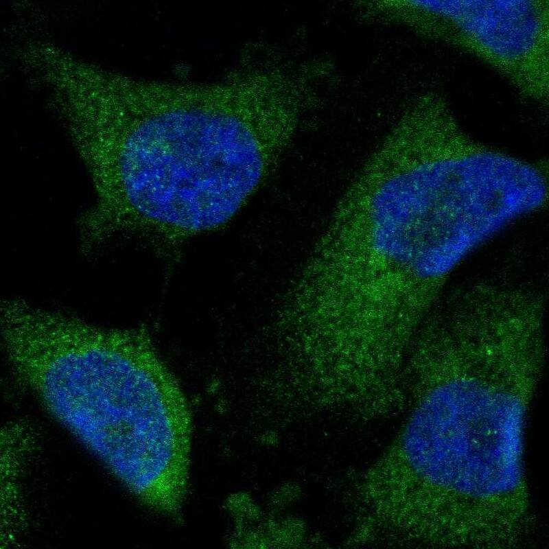 CISD2 Antibody - BSA Free Immunocytochemistry/ Immunofluorescence: CISD2 Antibody - BSA Free [NBP1-84809]