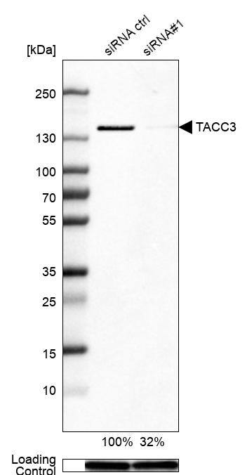 TACC3 Antibody - BSA Free Western Blot: TACC3 Antibody - BSA Free [NBP1-84811]