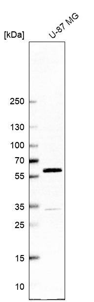 LMAN1 Antibody - BSA Free Western Blot: LMAN1 Antibody - BSA Free [NBP1-84812]