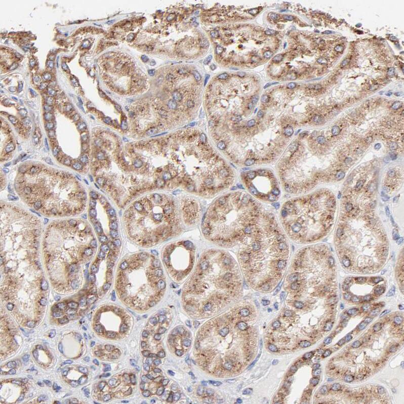 LMAN1 Antibody - BSA Free Immunohistochemistry-Paraffin: LMAN1 Antibody - BSA Free [NBP1-84812]