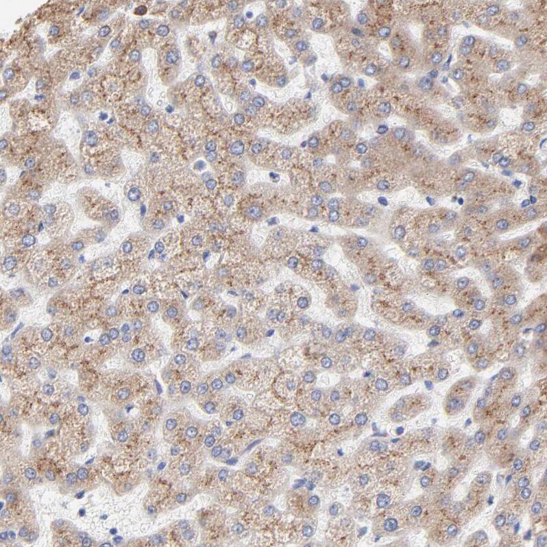 LMAN1 Antibody - BSA Free Immunohistochemistry-Paraffin: LMAN1 Antibody - BSA Free [NBP1-84812]