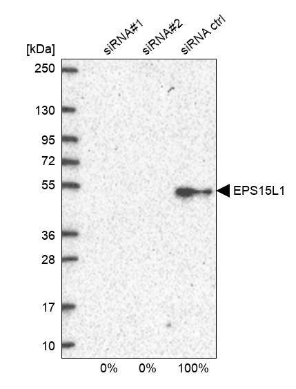 EPS15R Antibody - BSA Free Western Blot: EPS15R Antibody - BSA Free [NBP1-84828]