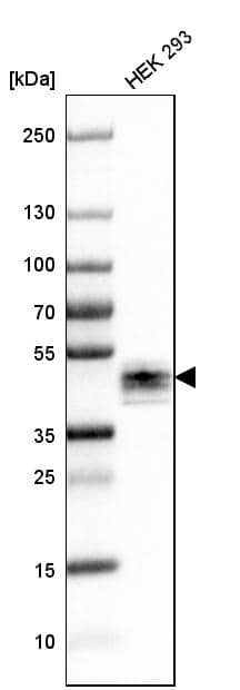 Ephrin-B2 Antibody - BSA Free Western Blot: Ephrin-B2 Antibody - BSA Free [NBP1-84830]