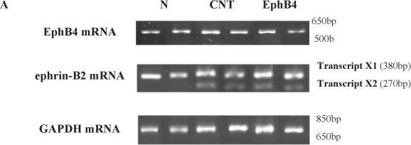 Ephrin-B2 Antibody