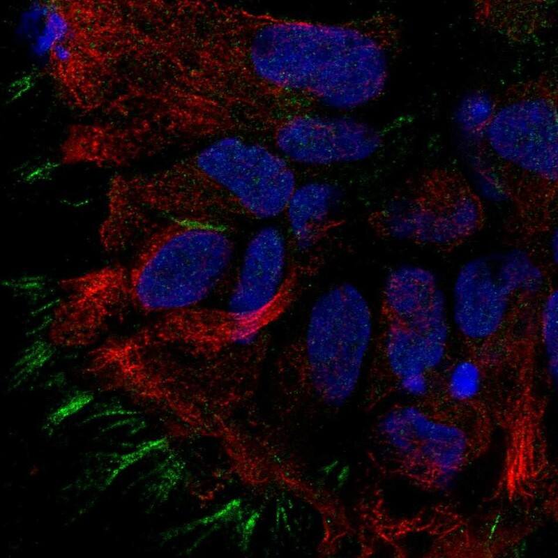 STOML3 Antibody - BSA Free Immunocytochemistry/ Immunofluorescence: STOML3 Antibody [NBP1-84832]