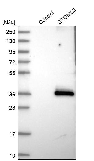 STOML3 Antibody - BSA Free Western Blot: STOML3 Antibody - BSA Free [NBP1-84832]