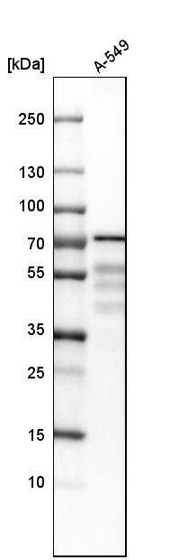 PDLIM5 Antibody - BSA Free Western Blot: PDLIM5 Antibody - BSA Free [NBP1-84843]
