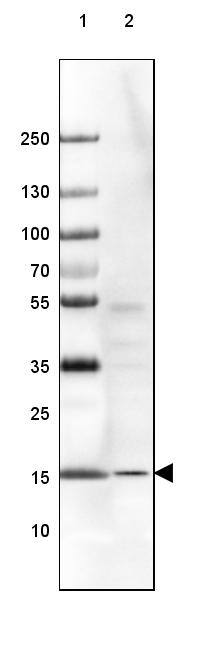 RPS14 Antibody - BSA Free Western Blot: RPS14 Antibody - BSA Free [NBP1-84847]