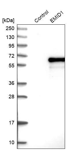 EMID1 Antibody - BSA Free Western Blot: EMID1 Antibody - BSA Free [NBP1-84849]
