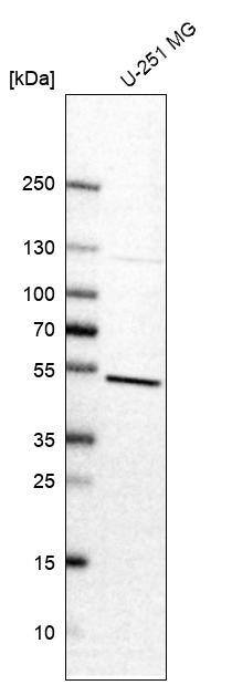 EMI1 Antibody - BSA Free Western Blot: EMI1 Antibody - BSA Free [NBP1-84850]