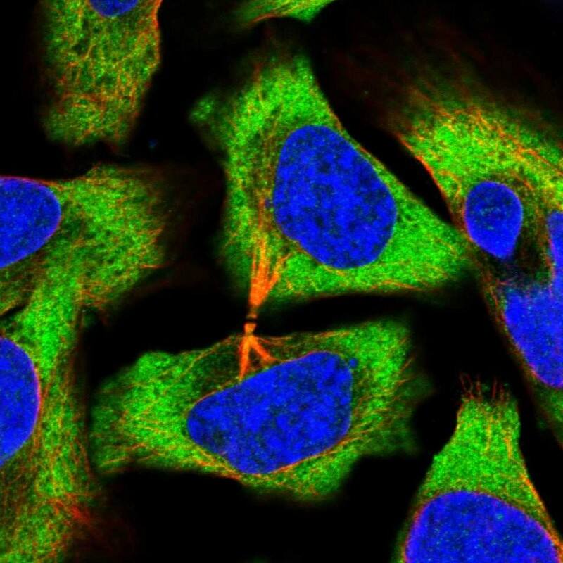 eIF3e Antibody - BSA Free Immunocytochemistry/ Immunofluorescence: eIF3e Antibody [NBP1-84869]