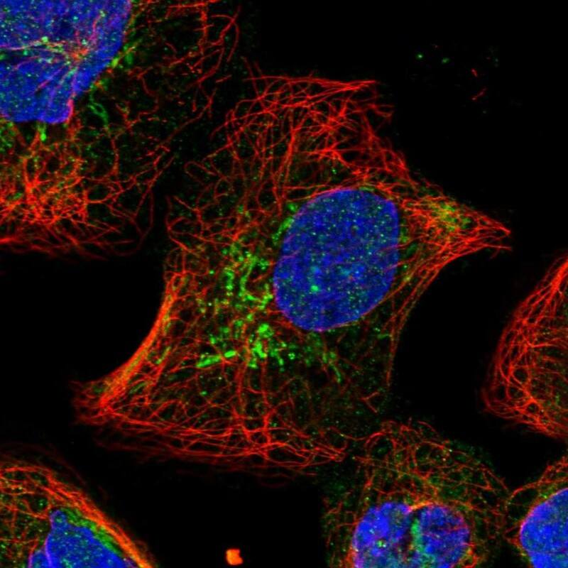 SLC25A22 Antibody - BSA Free Immunocytochemistry/ Immunofluorescence: SLC25A22 Antibody [NBP1-84880]