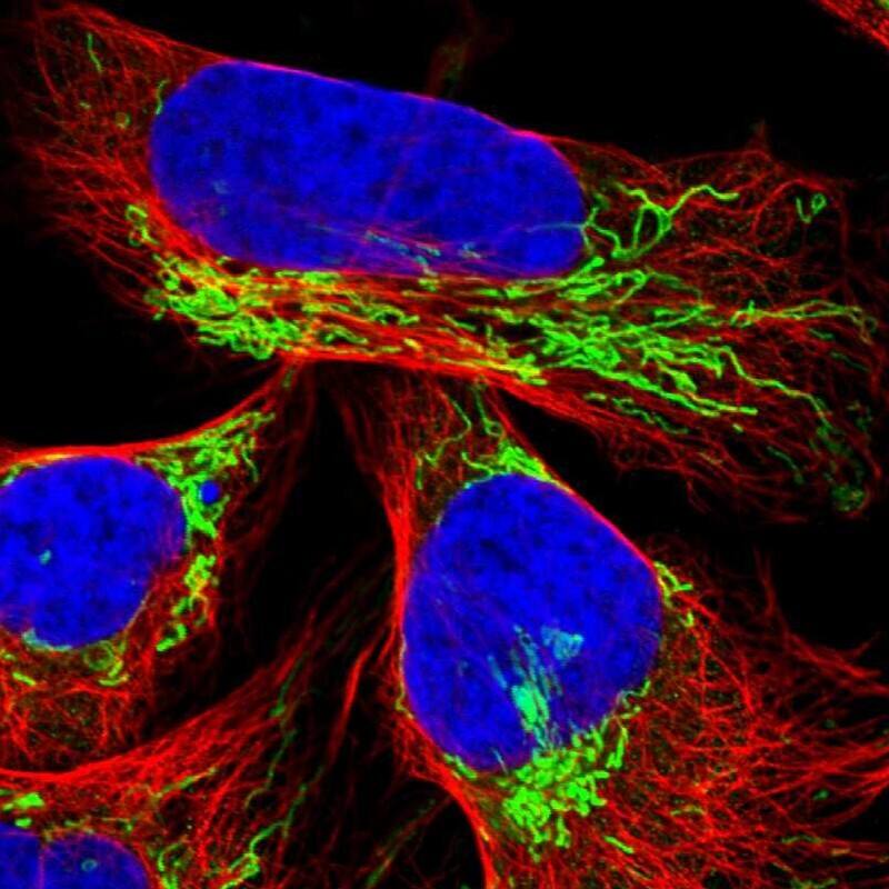 TUFM Antibody - BSA Free Immunocytochemistry/ Immunofluorescence: TUFM Antibody [NBP1-84890]