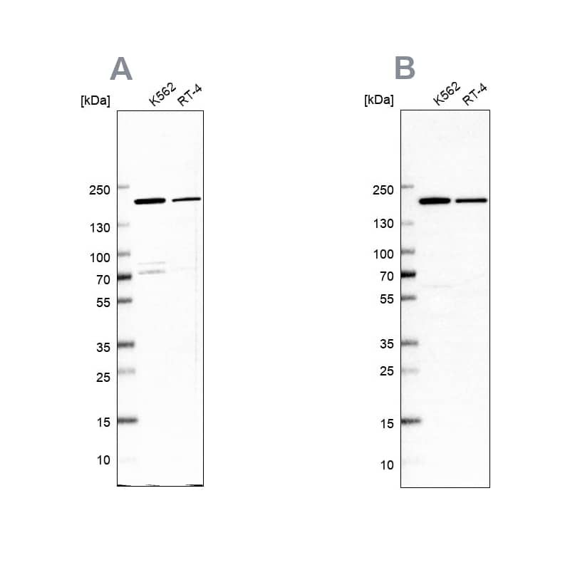 EPRS Antibody BSA Free (NBP184930) by Novus, Part of BioTechne