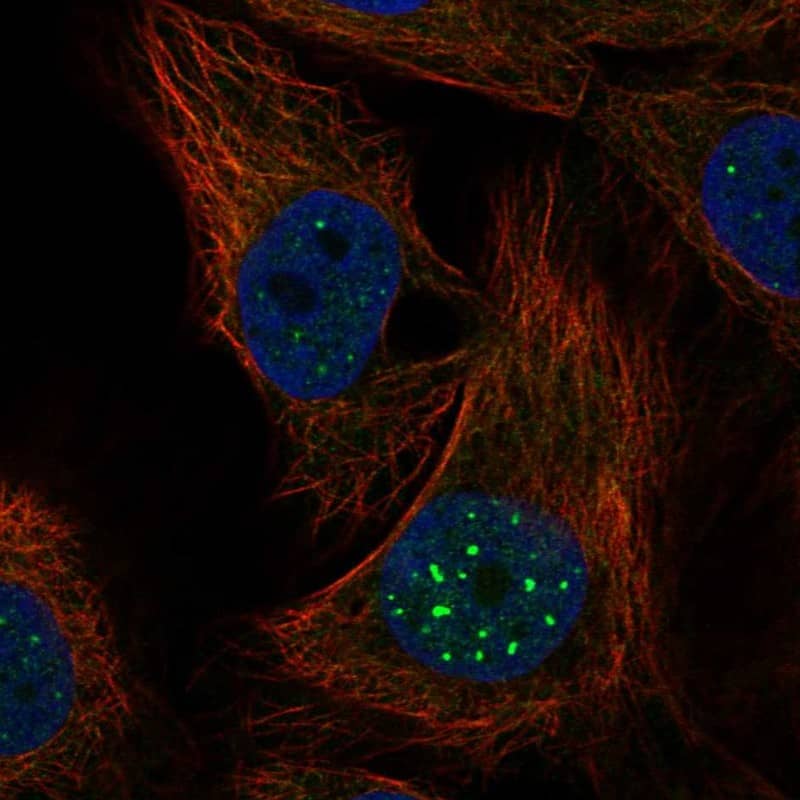 Rev-erb A alpha/NR1D1 Antibody - BSA Free Immunocytochemistry/ Immunofluorescence: Rev-erb A alpha/NR1D1 Antibody [NBP1-84931]