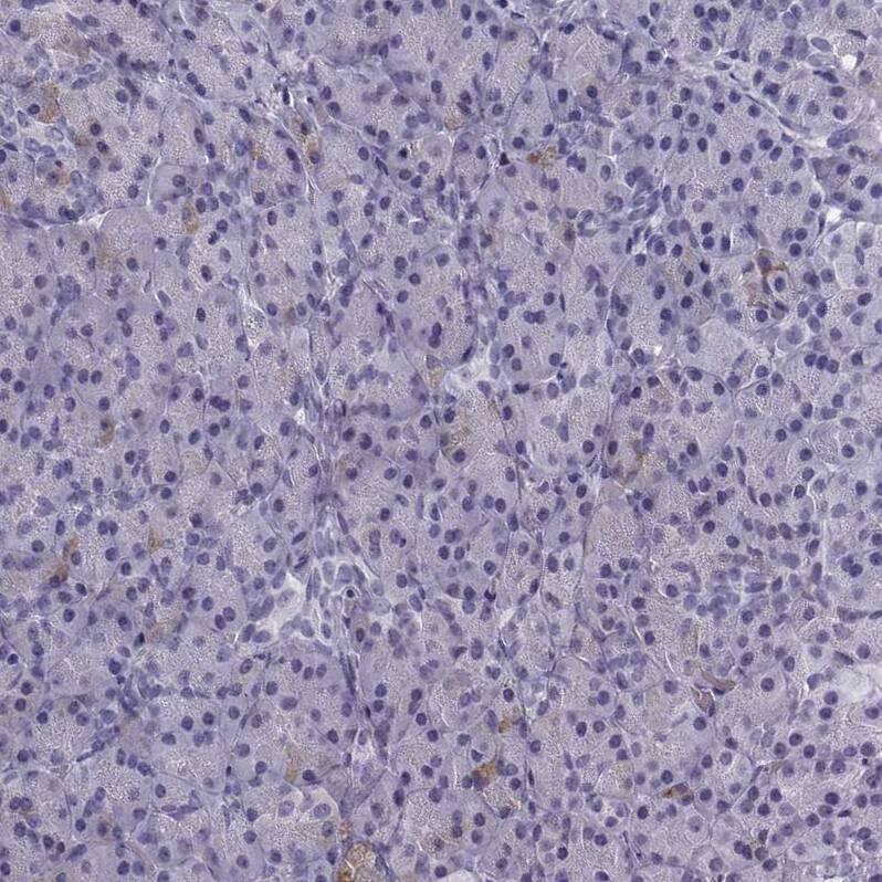 MRG-binding protein Antibody - BSA Free Immunohistochemistry-Paraffin: MRG-binding protein Antibody [NBP1-84936]