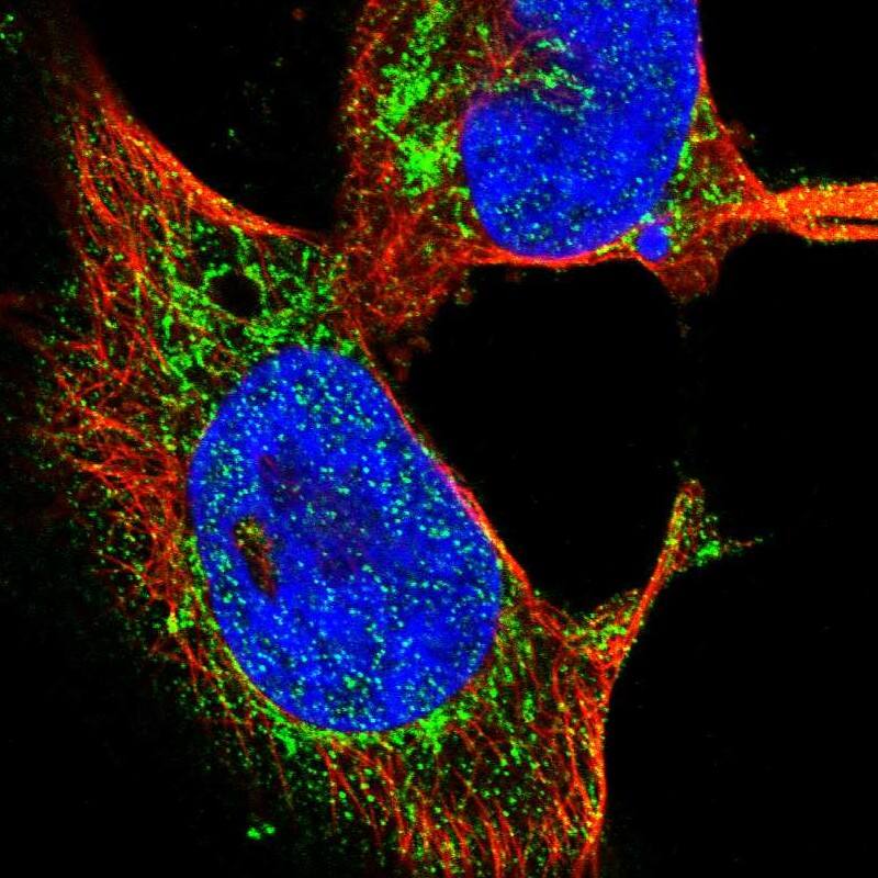 OGDH Antibody - BSA Free Immunocytochemistry/ Immunofluorescence: OGDH Antibody [NBP1-84947]