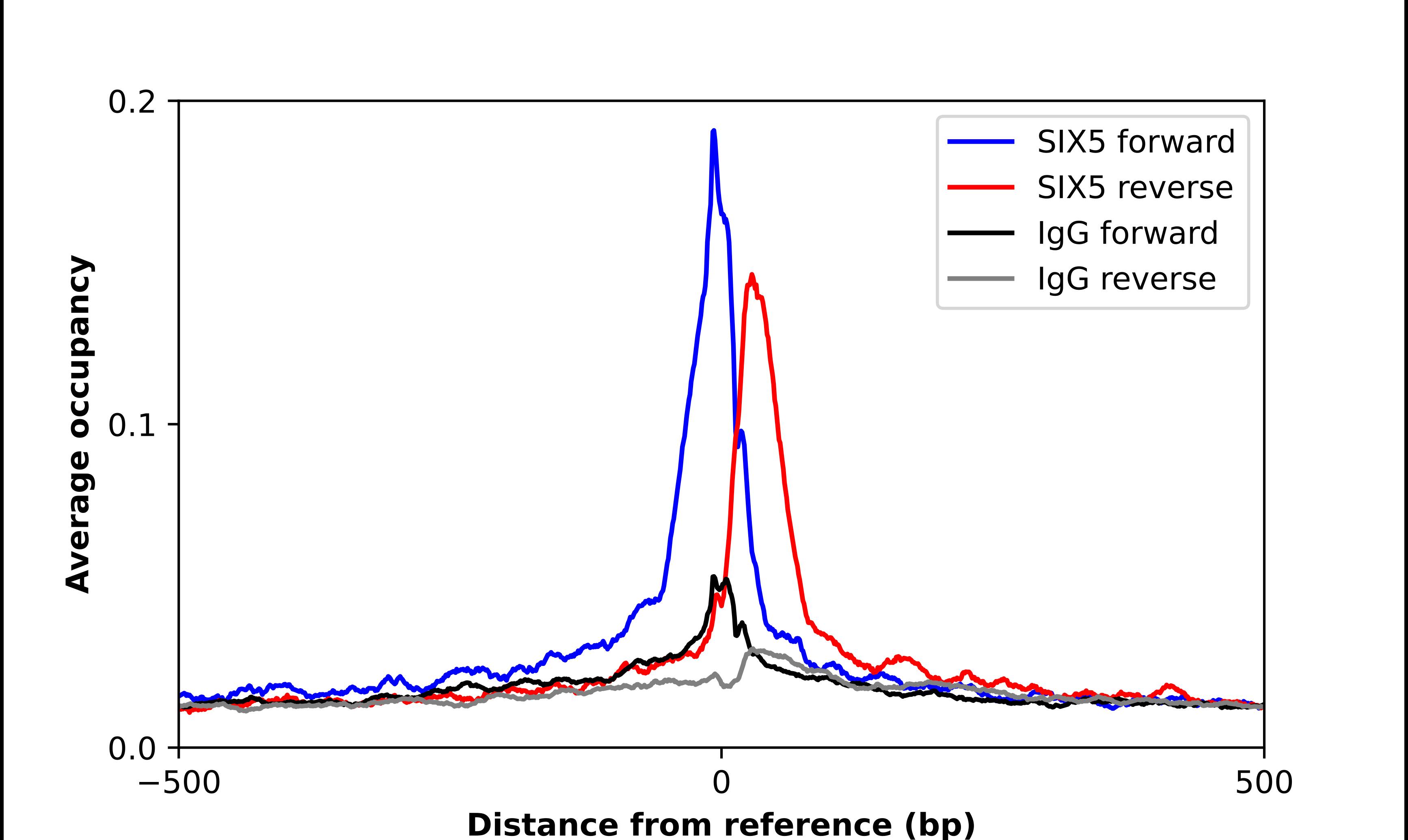 SIX5 Antibody - BSA Free Chromatin Immunoprecipitation ChIP: SIX5 Antibody - BSA Free