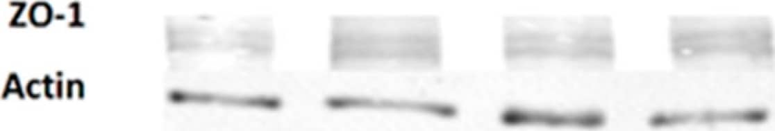 Tight Junction Protein 1 Antibody