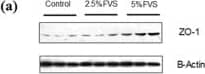 Tight Junction Protein 1 Antibody