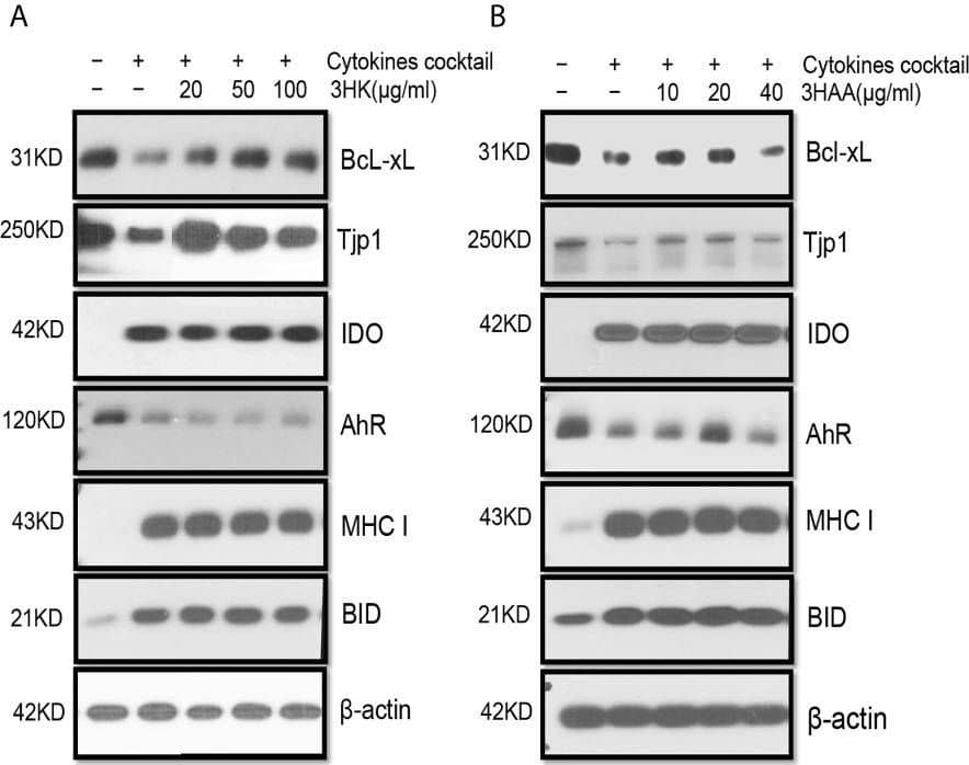 Tight Junction Protein 1 Antibody