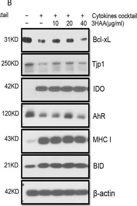 Tight Junction Protein 1 Antibody
