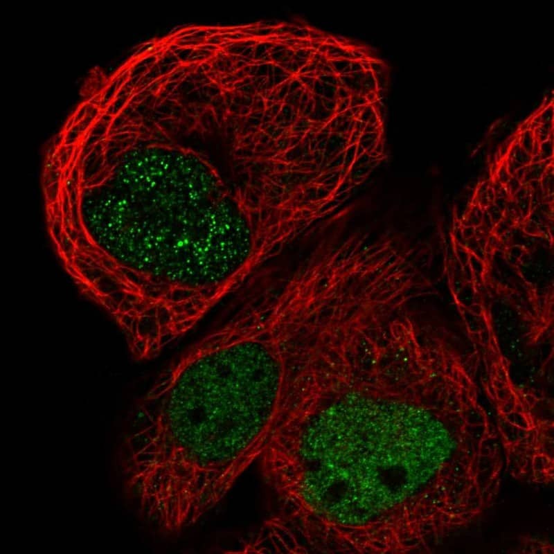 RBM48 Antibody - BSA Free Immunocytochemistry/ Immunofluorescence: RBM48 Antibody [NBP1-85077]