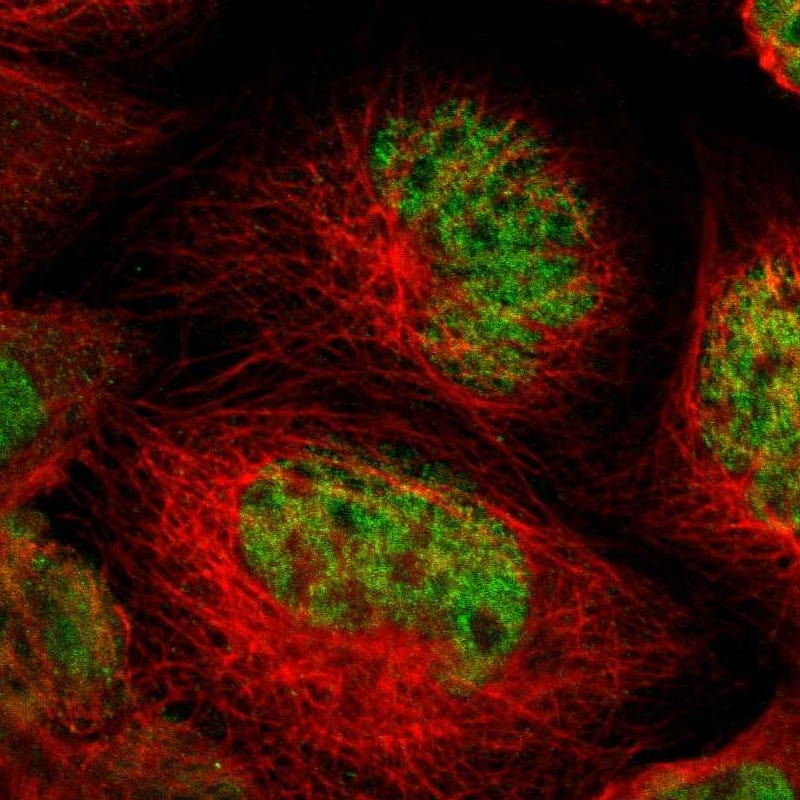 NFRKB Antibody - BSA Free Immunocytochemistry/ Immunofluorescence: NFRKB Antibody [NBP1-85095]