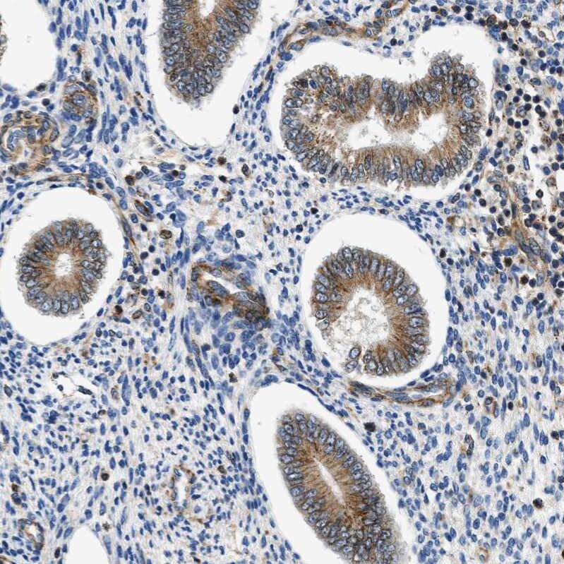 Septin-2 Antibody - BSA Free Immunohistochemistry-Paraffin: Septin-2 Antibody [NBP1-85212]