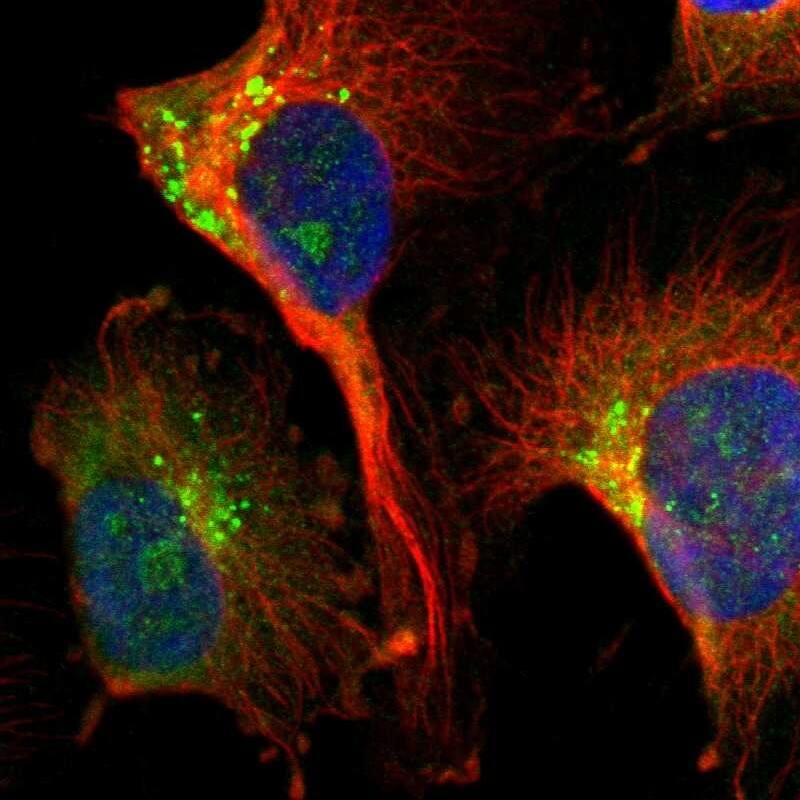 DIAPH-2 Antibody - BSA Free Immunocytochemistry/ Immunofluorescence: DIAPH-2 Antibody [NBP1-85217]