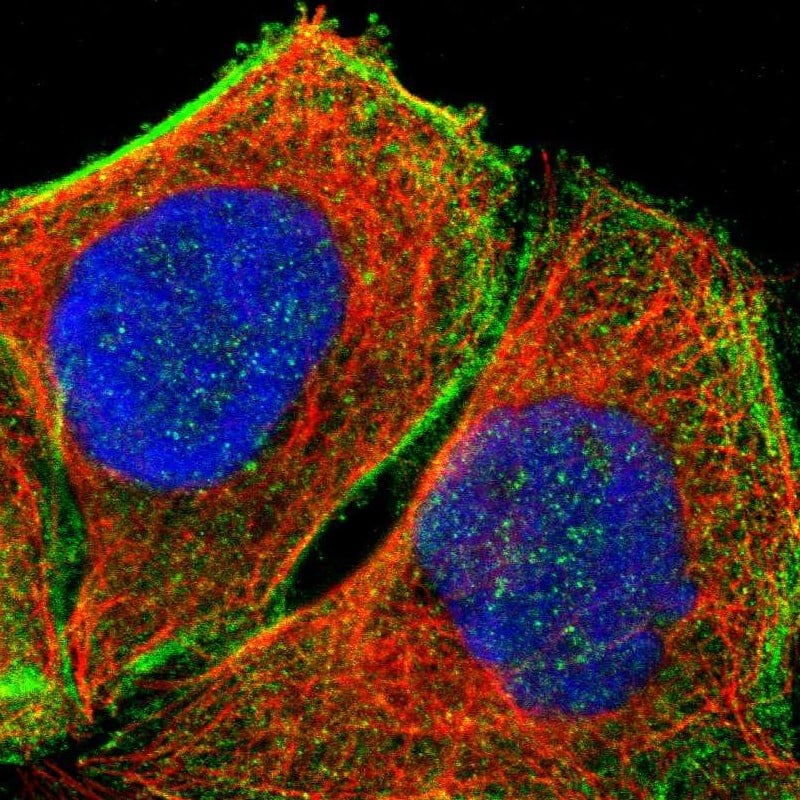 DHRSX Antibody - BSA Free Immunocytochemistry/ Immunofluorescence: DHRSX Antibody [NBP1-85219]