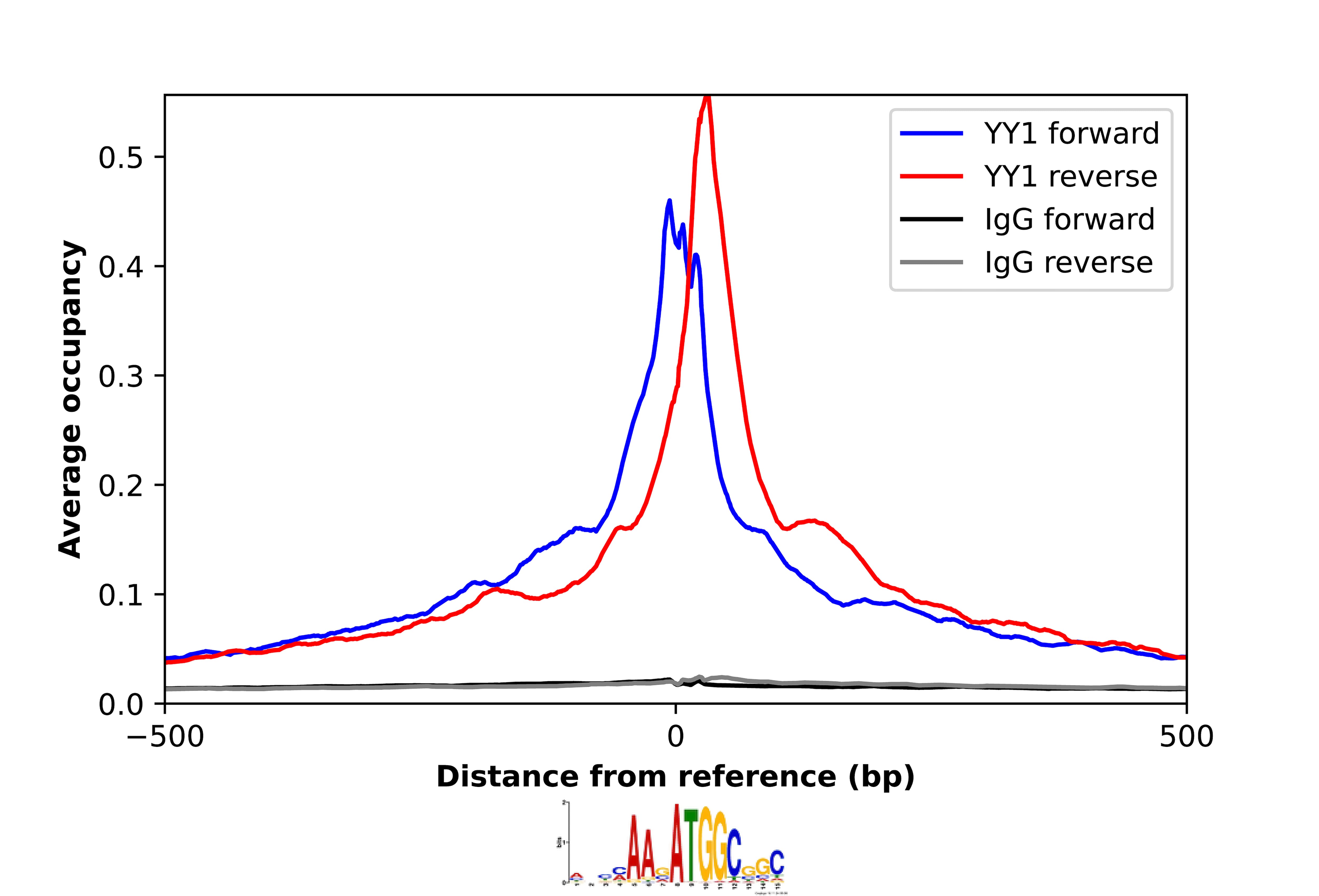 YY1 Antibody - BSA Free Chromatin Immunoprecipitation-exo-Seq: YY1 Antibody - BSA Free [NBP1-85260]