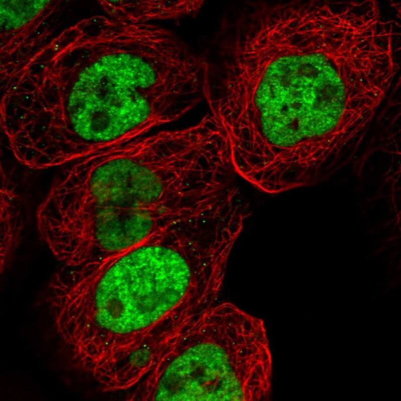 RNA Helicase A Antibody - BSA Free Immunocytochemistry/ Immunofluorescence: RNA Helicase A Antibody [NBP1-85266]