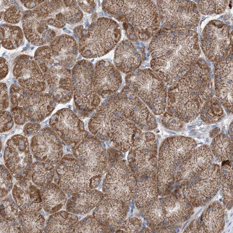 DHX30 Antibody - BSA Free Immunohistochemistry-Paraffin: DHX30 Antibody [NBP1-85270]