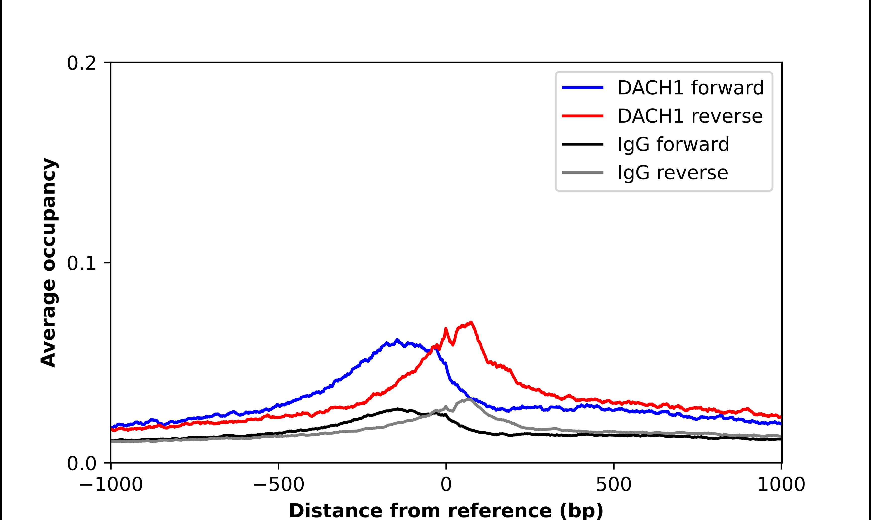 DACH1 Antibody - BSA Free Chromatin Immunoprecipitation-exo-Seq: DACH1 Antibody - BSA Free [NBP1-85320]