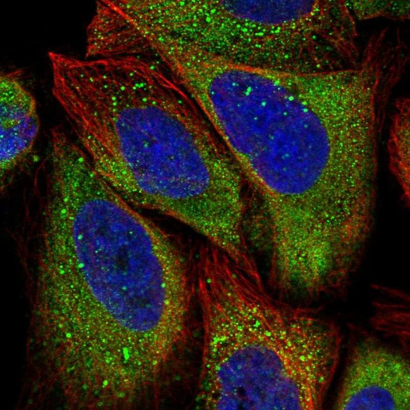 APEH Antibody - BSA Free Immunocytochemistry/ Immunofluorescence: APEH Antibody [NBP1-85332]